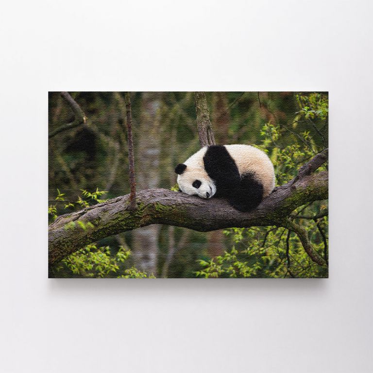 clean-landscape__canvas-03552-giant-panda-ailuropoda-melanoleuca-approximately