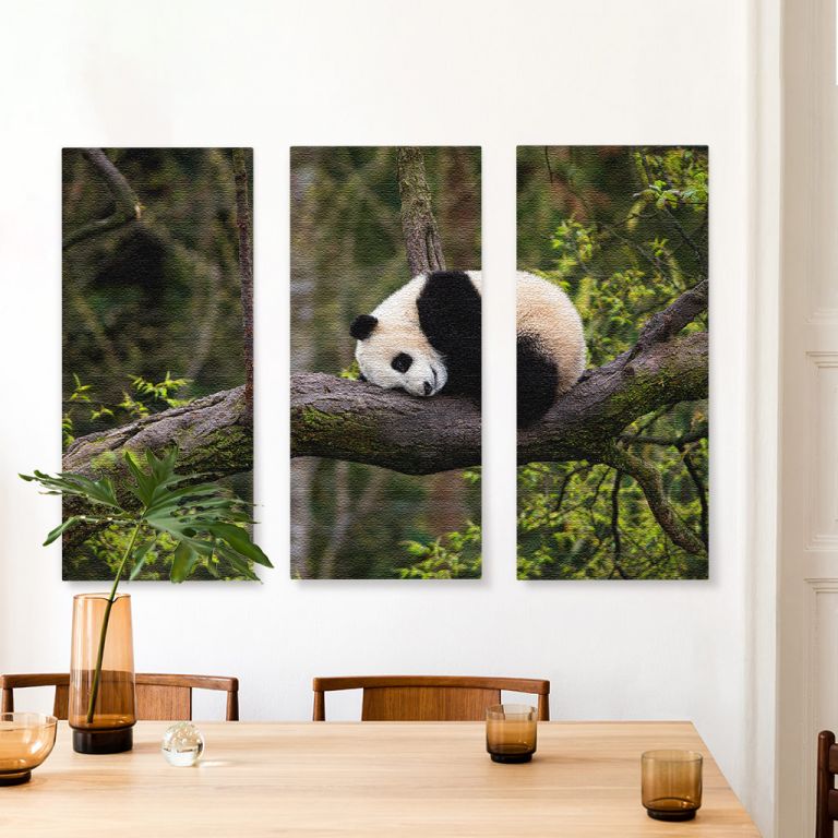 pinakas-se-kamva-orizontios-kouzina-b-03552-giant-panda-ailuropoda-melanoleuca-approximately