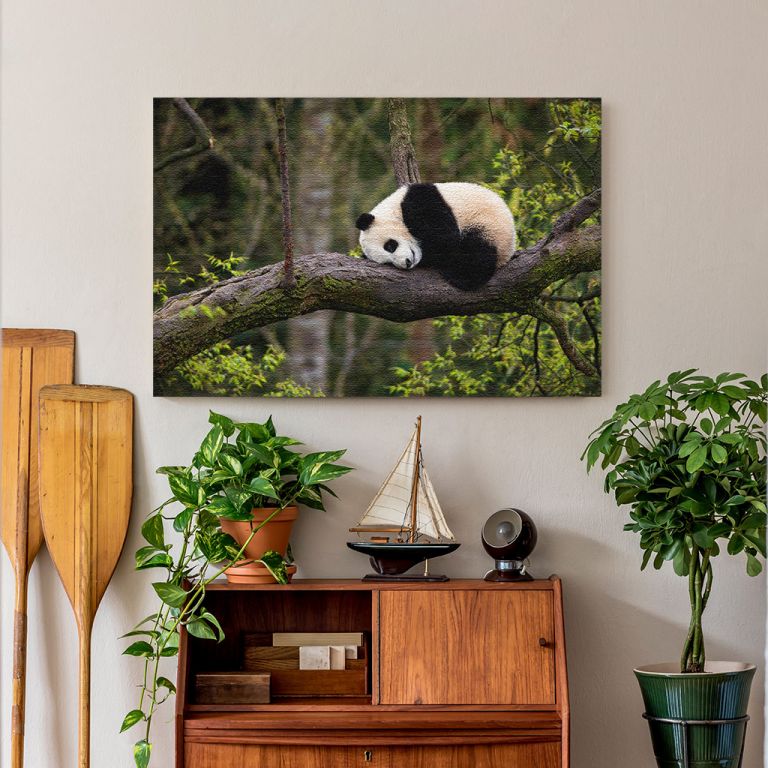 pinakas-se-kamva-orizontios-saloni-j-03552-giant-panda-ailuropoda-melanoleuca-approximately