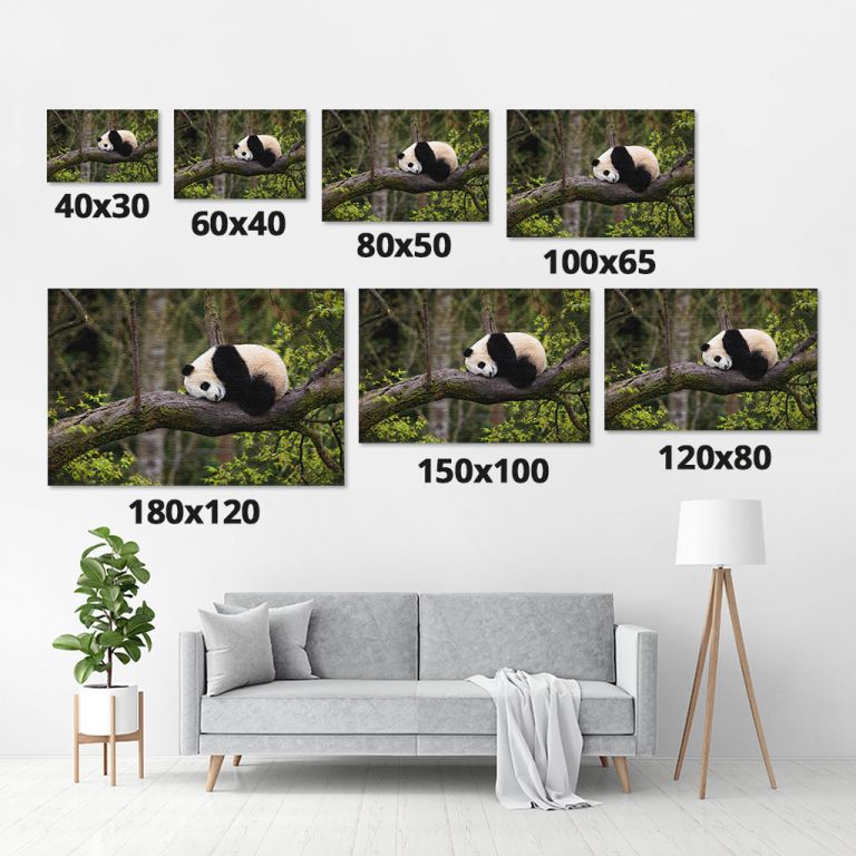pinakas-se-kamva-orizontios-saloni-m-03552-giant-panda-ailuropoda-melanoleuca-approximately