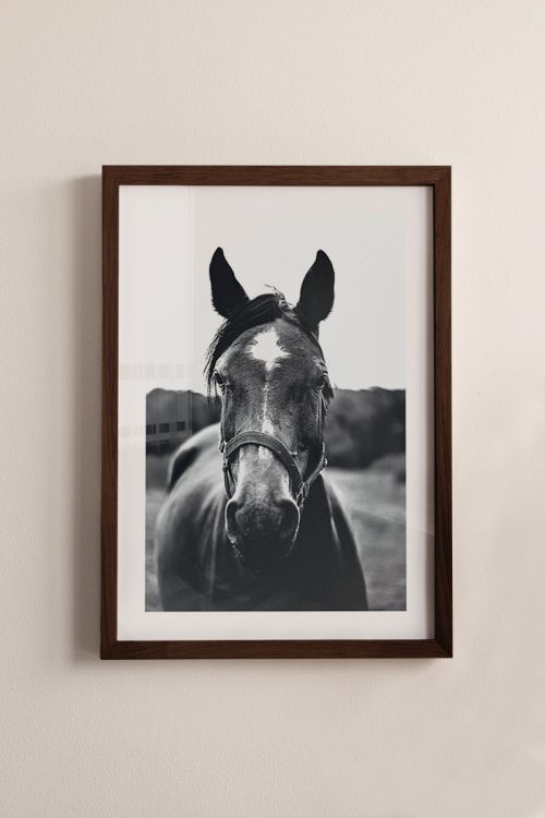 Black And White Horse No2 Premium Poster
